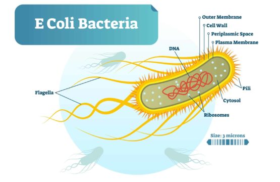Bacteriile coliforme din apa 7filtre